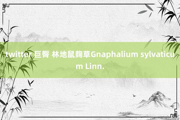 twitter 巨臀 林地鼠麴草Gnaphalium sylvaticum Linn.